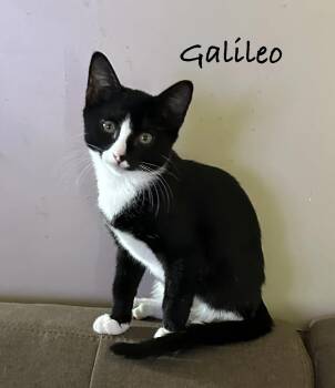 Galileo -  Domestic Short Hair Cat for Adoption in Maple Shade, New Jersey - Galileo | PetCurious