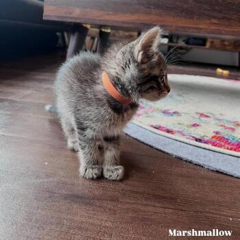 Marshmallow -  Domestic Short Hair Cat for Adoption in Fairfax Station, Virginia - Marshmallow | PetCurious