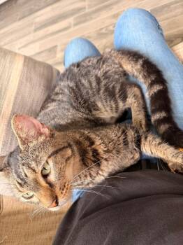 Myrtle -  Domestic Short Hair Cat for Adoption in Nashville, Georgia - Myrtle | PetCurious