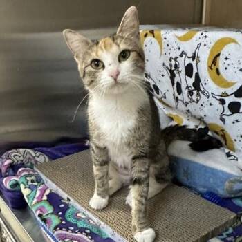 Chimney -  Domestic Short Hair Cat for Adoption in Merriam, Kansas - Chimney | PetCurious