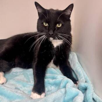 Marco -  Domestic Short Hair Cat for Adoption in Long Beach, California - Marco | PetCurious