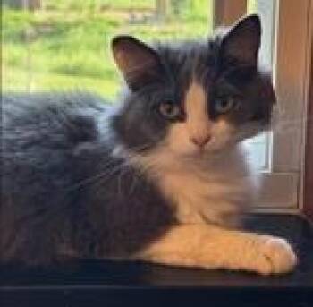 Piper (bonded with Elsa) -  Domestic Long Hair Cat for Adoption in Pickering, Ontario - Piper (bonded With Elsa) | PetCurious