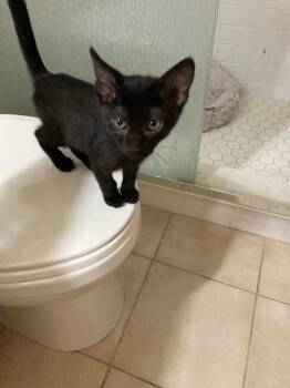 Black Betty -  Domestic Short Hair Cat for Adoption in Glendale, Arizona - Black Betty | PetCurious