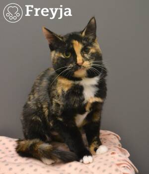 Rescue Domestic Short Hair Cats for Adoption in Montreal, Quebec - Freyja | PetCurious