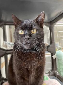 Domestic Short Hair Cats Available for Adoption in Hayward, Wisconsin - Simon | PetCurious