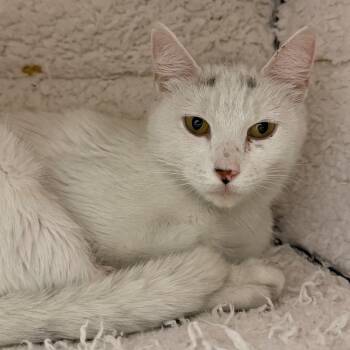 Meadow -  Domestic Short Hair Cat for Adoption in Trenton, New Jersey - Meadow | PetCurious