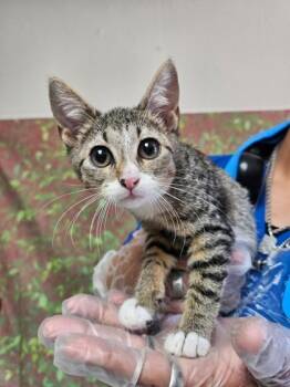 Go -  Domestic Short Hair Cat for Adoption in San Antonio, Texas - Go | PetCurious