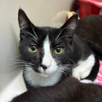 Rescue Domestic Short Hair Cats for Adoption in St. Helena, California - Scarecrow | PetCurious