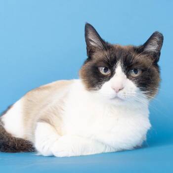 Cinnamon Roll -  Snowshoe Cat for Adoption in Franklin, Tennessee - Cinnamon Roll | PetCurious