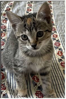 Rescue Domestic Short Hair and Tabby Cats for Adoption in Frisco, Texas - Willow 2 | PetCurious