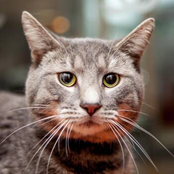 Rescue Domestic Short Hair Cats for Adoption in New York, New York - Abraham | PetCurious