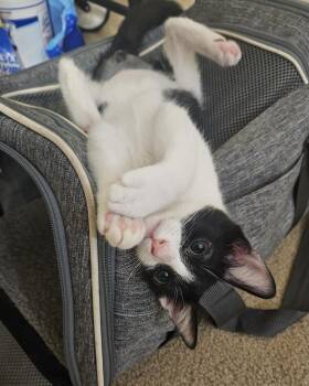 Rigatoni -  Domestic Short Hair Cat for Adoption in Davis, California - Rigatoni | PetCurious
