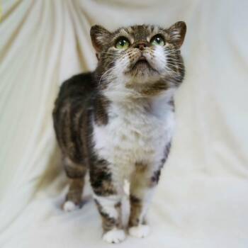 Manx Cats Available for Adoption in Versailles, Kentucky - Tina | PetCurious