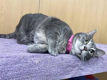 MIDNIGHT -  Domestic Short Hair Cat Available for Adoption in Brentwood, Missouri - MIDNIGHT | PetCurious