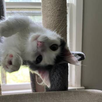 Angel -  Domestic Short Hair Cat for Adoption in South Elgin, Illinois - Angel | PetCurious