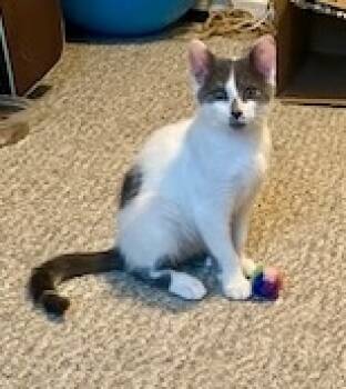 Rescue Domestic Short Hair Cats for Adoption in Seven Valleys, Pennsylvania - Phoebe, Monica, & Chandler | PetCurious