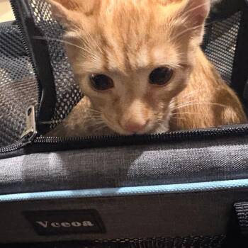 Omarion -  Domestic Short Hair Cat for Adoption in Winston-salem, North Carolina - Omarion | PetCurious