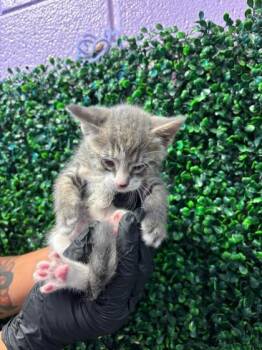 Atlanta -  Domestic Medium Hair Cat for Adoption in El Paso, Texas - Atlanta | PetCurious