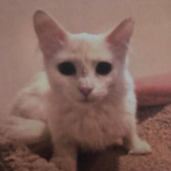 Sugar -  Domestic Medium Hair and Domestic Short Hair Cat for Adoption in Lakewood, Colorado - Sugar | PetCurious
