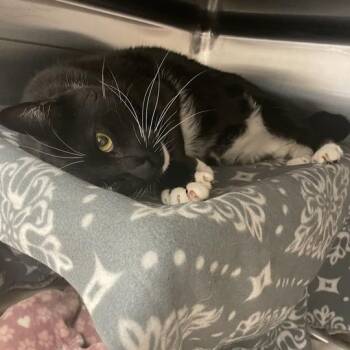 Oscar -  Domestic Short Hair Cat for Adoption in Enfield, New Hampshire - Oscar | PetCurious