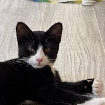 Haymitch -  Domestic Short Hair Cat for Adoption in Atlanta, Georgia - Haymitch | PetCurious