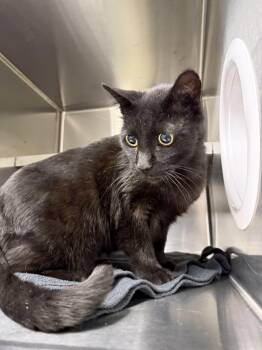 Rescue Domestic Short Hair Cats for Adoption in Liberty, Missouri - **FOUND** | PetCurious