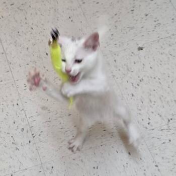 ORCHID -  Domestic Short Hair Cat for Adoption in Kyle, Texas - ORCHID | PetCurious