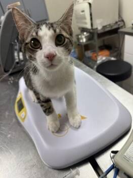 Bentley -  Domestic Short Hair Cat for Adoption in Conway, Arkansas - Bentley | PetCurious