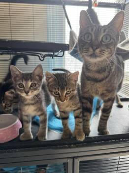 Rescue Domestic Short Hair Cats for Adoption in Palisades Park, New Jersey - Poly | PetCurious