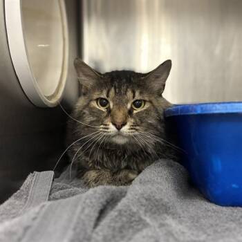 JELLY BISCUIT -  Domestic Long Hair Cat for Adoption - JELLY BISCUIT | PetCurious