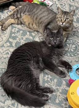 Rescue Domestic Short Hair Cats for Adoption in Fayetteville, Arkansas - Bruno & Dean | PetCurious
