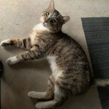 Austin -  Tabby Cat for Adoption in Bonaire, Georgia - Austin | PetCurious