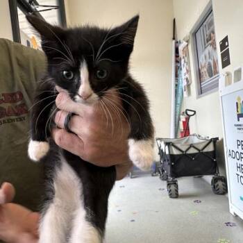 Domestic Short Hair Cats Available for Adoption - Samoas | PetCurious