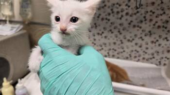 RADIOHEAD -  Domestic Short Hair Cat for Adoption in Riverside, California - RADIOHEAD | PetCurious