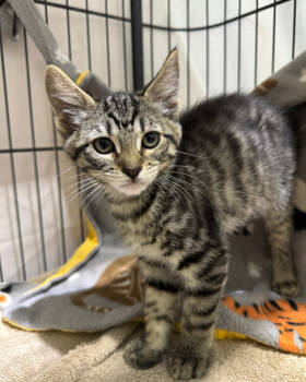 Rescue Domestic Short Hair Cats for Adoption in Novato, California - Sarong | PetCurious