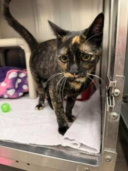 Domestic Short Hair Cats Available for Adoption in Annapolis, Maryland - Smokey | PetCurious
