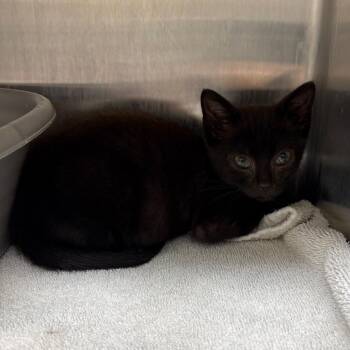 Spilled Latte -  Domestic Short Hair Cat Available for Adoption in Morganton, North Carolina - Spilled Latte | PetCurious