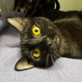 Domestic Short Hair Cats Available for Adoption - Beefsteak | PetCurious