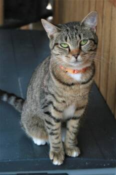 Stevella -  Domestic Short Hair and Tabby Cat for Adoption in Attalla, Alabama - Stevella | PetCurious