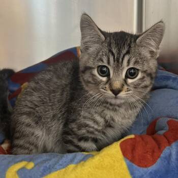 Buttons -  Domestic Short Hair Cat for Adoption in Los Angeles, California - Buttons | PetCurious