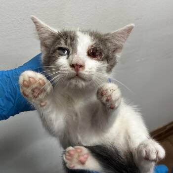Owl -  Domestic Short Hair Cat Available for Adoption in Edinburg, Texas - Owl | PetCurious