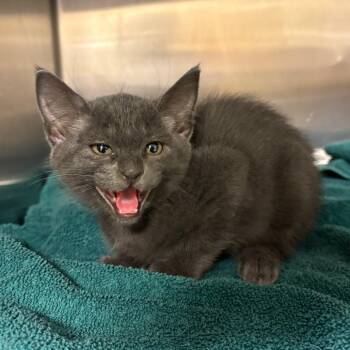 Gummy Worm -  Domestic Medium Hair Cat for Adoption in Ottawa, Kansas - Gummy Worm | PetCurious