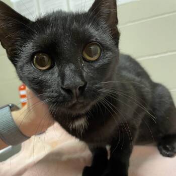 Sabine -  Domestic Short Hair Cat for Adoption in Bristol, Indiana - Sabine | PetCurious