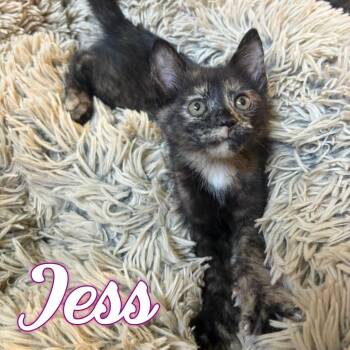 Jess -  Domestic Short Hair Cat for Adoption in Hillsboro, Ohio - Jess | PetCurious