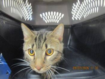 Timber(641) -  Domestic Short Hair Cat for Adoption in Marietta, Georgia - Timber(641) | PetCurious