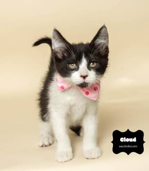 Rescue Domestic Short Hair Cats for Adoption in Wyandotte, Michigan - CLOUD | PetCurious