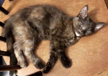 Jackie -  Domestic Short Hair Cat for Adoption in Redlands, California - Jackie | PetCurious