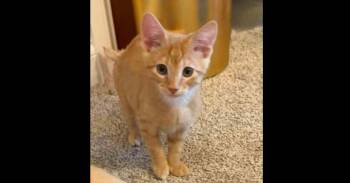 Link A. -  Domestic Short Hair Cat for Adoption in West Peoria, Illinois - Link A. | PetCurious