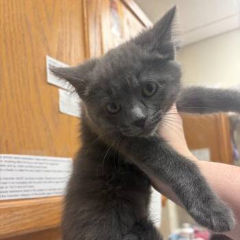 Smokey -  Domestic Short Hair Cat for Adoption in Pekin, Illinois - Smokey | PetCurious