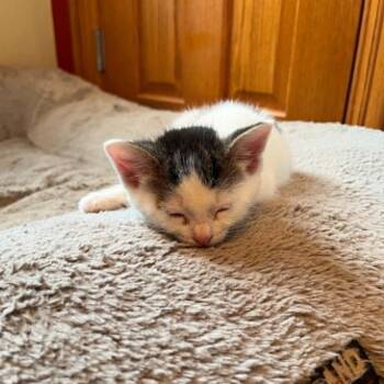 Higgins -  Domestic Short Hair Cat Available for Adoption in Port Washington, Wisconsin - Higgins | PetCurious
